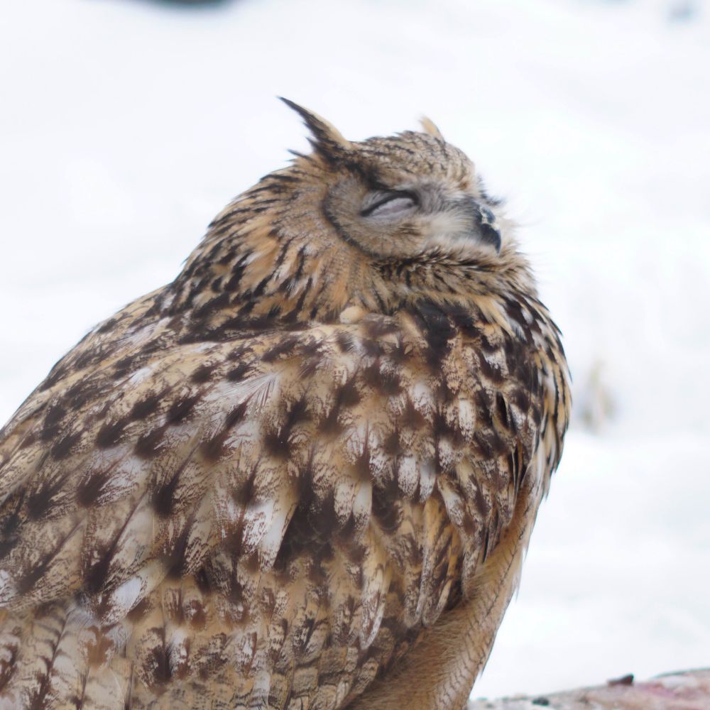 鳩介