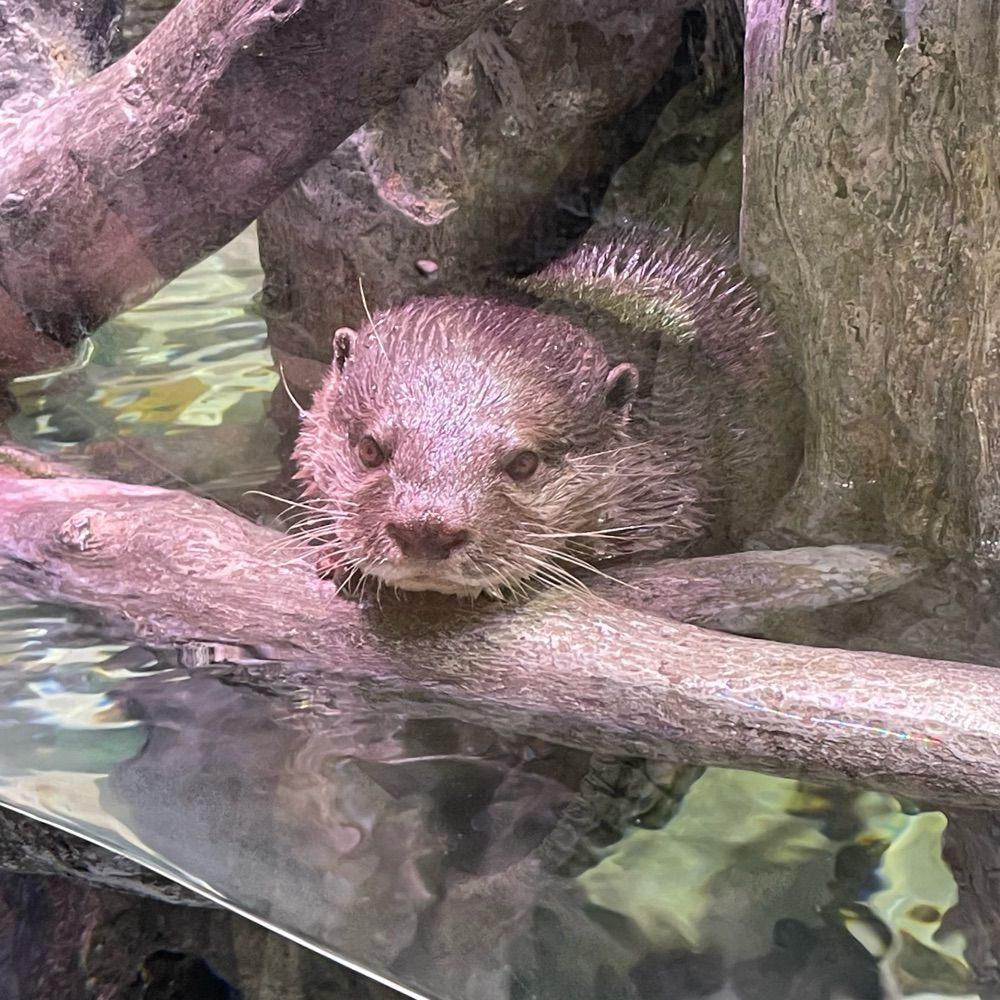 たまごかけ