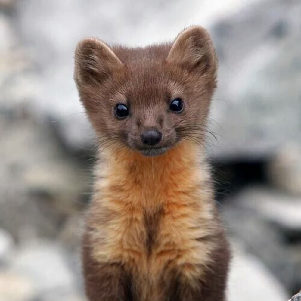 Jedd Marten
