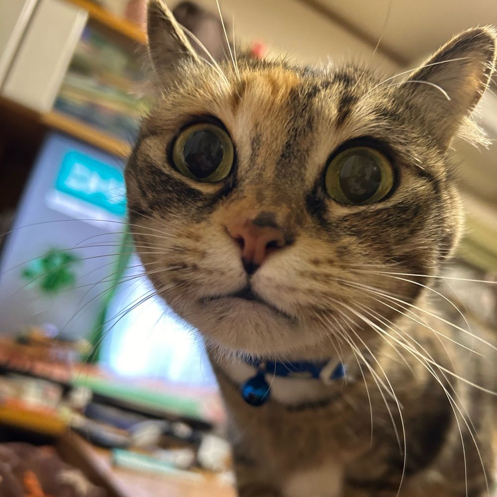 まいあや