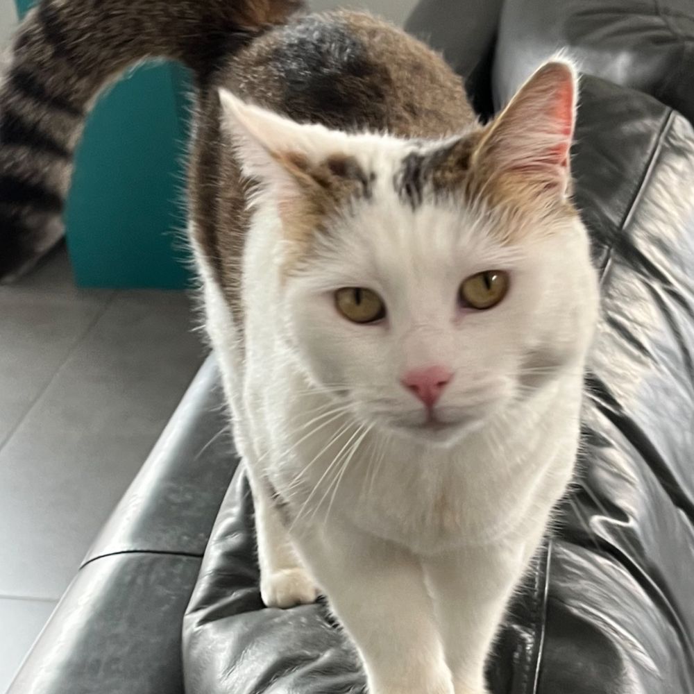 Lilly the kitty