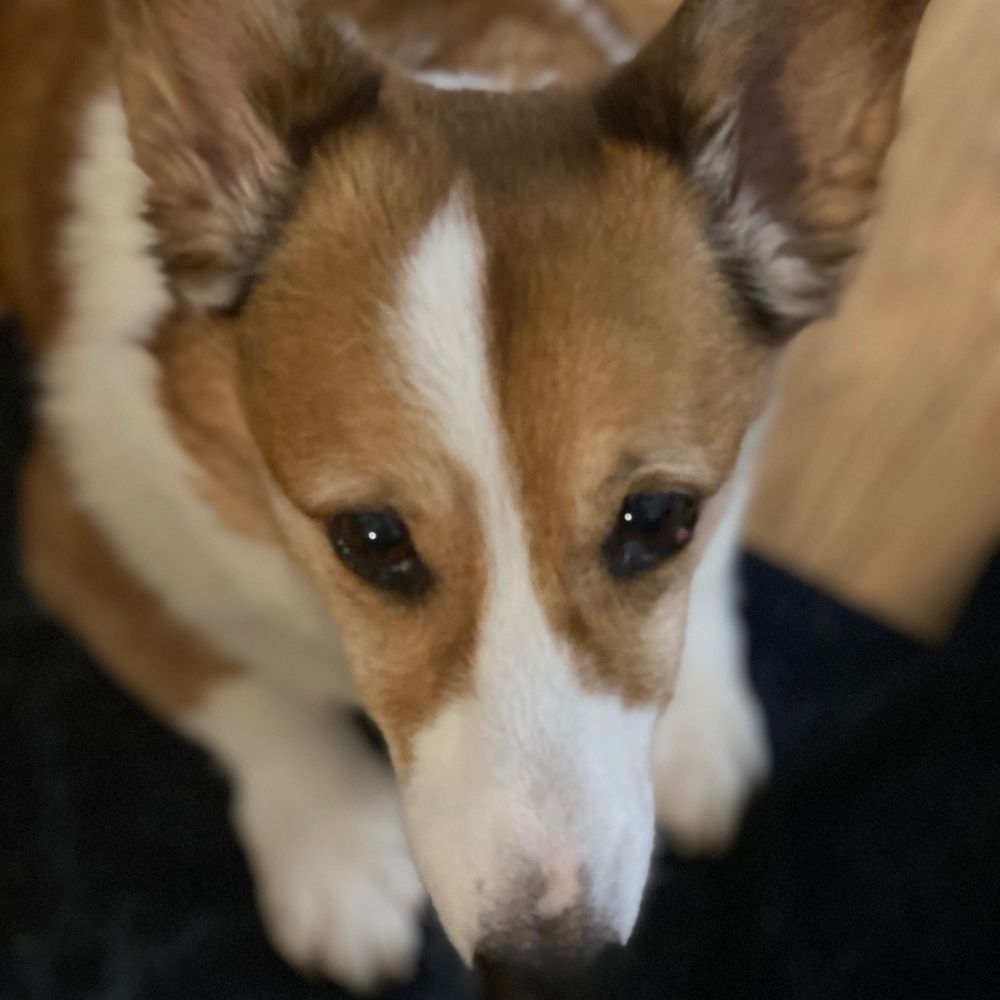 SuperMogwai