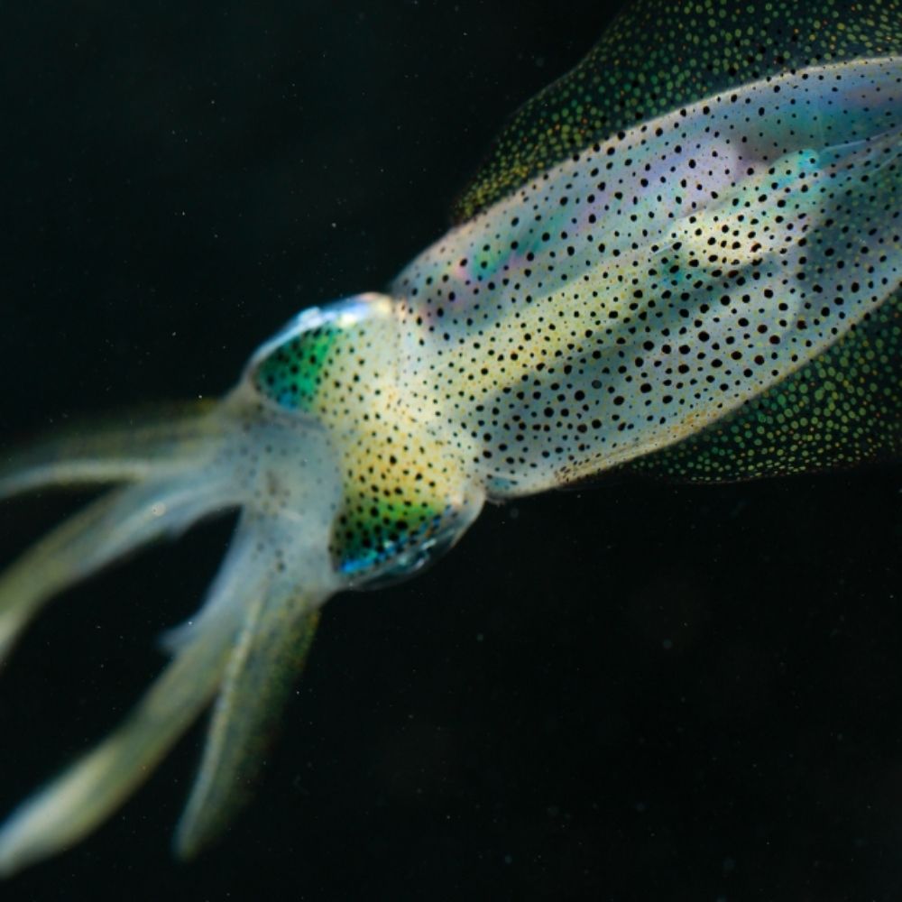 Squid Neurone