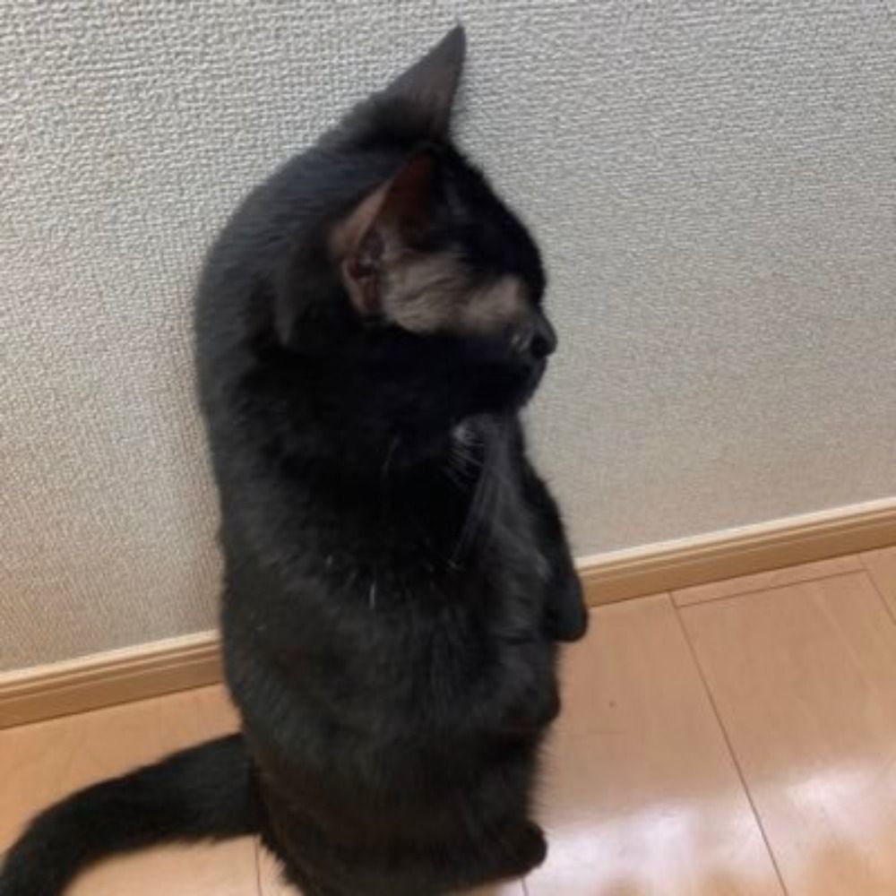 maruo