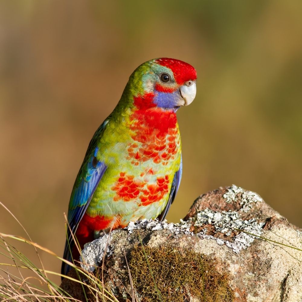 Ranger Rosella