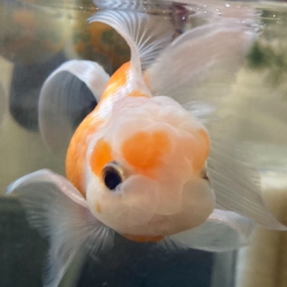 ぴぴ