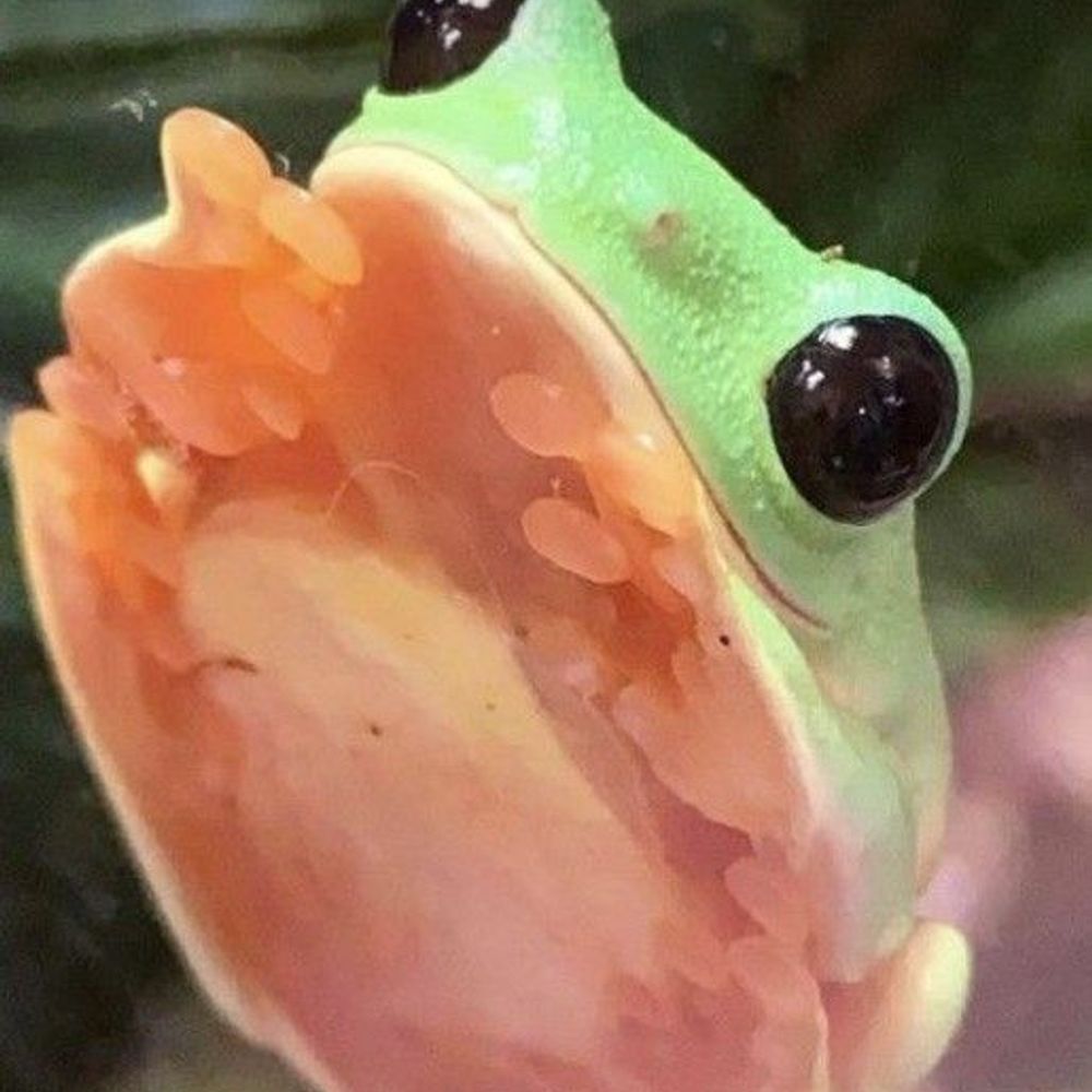 Ribbitet