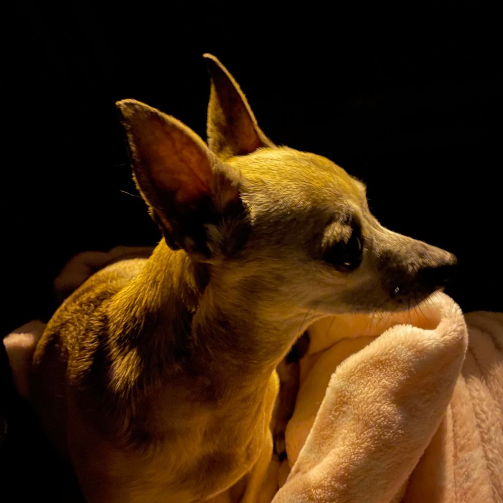 PixiePrincessPup