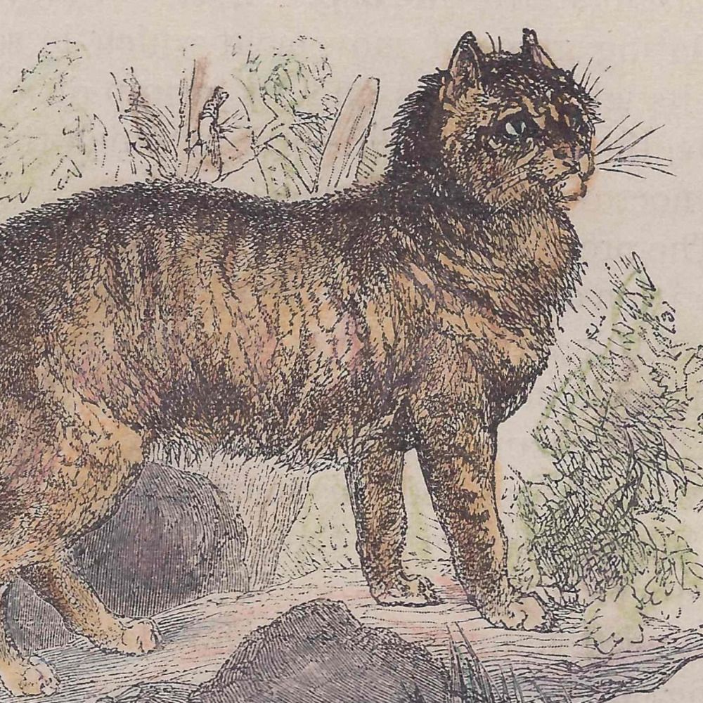 Le Chat Flâneur