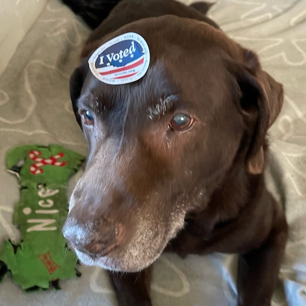 Barrington the lab