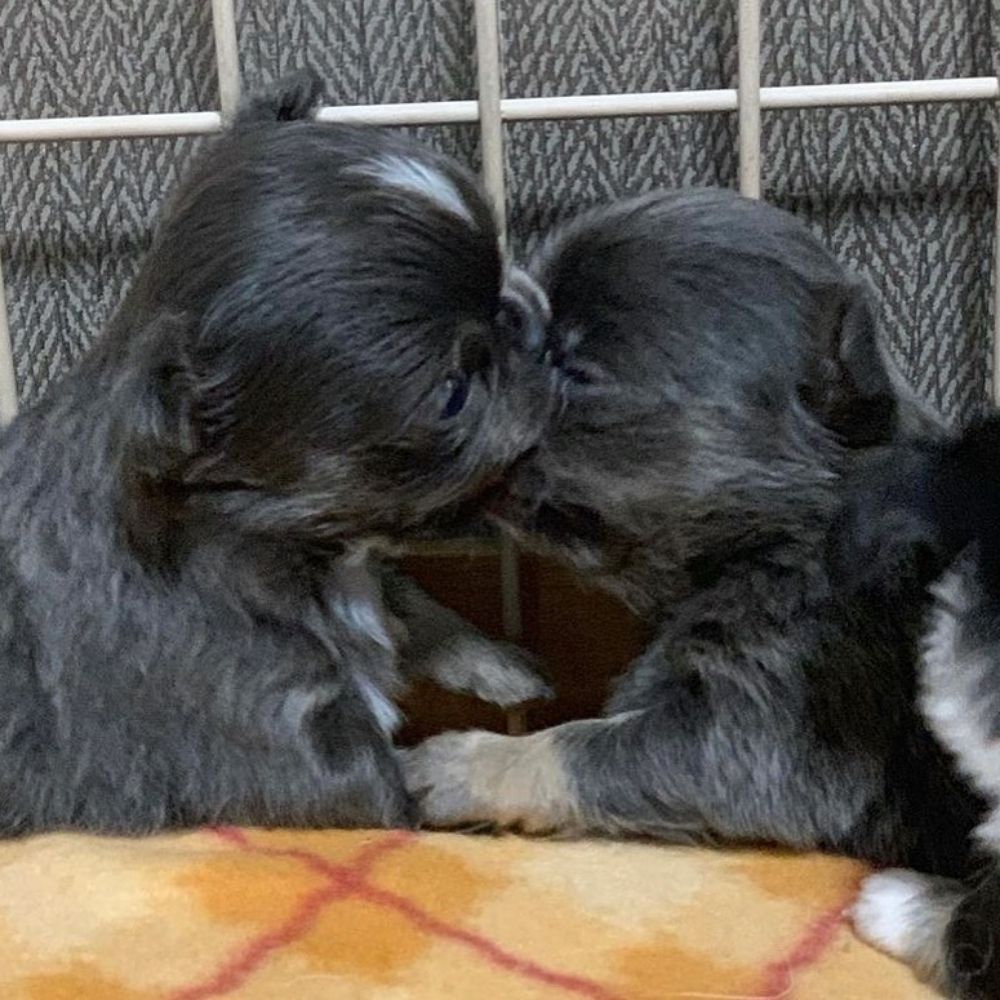 ADORABLE CHIHUAHUA PUPPIES 