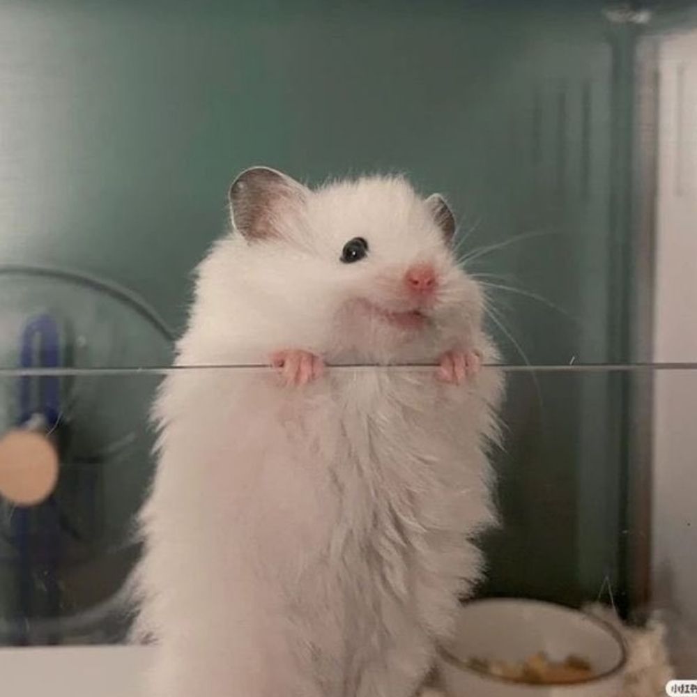 Nuna ✨️