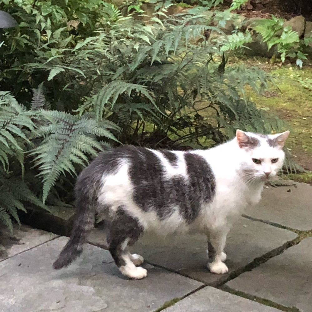 FelineFan