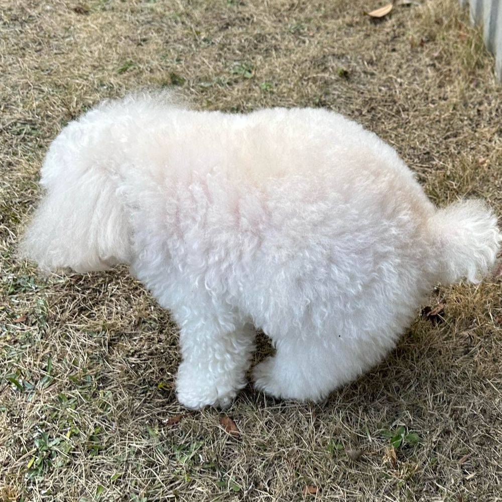 ポロちゃん