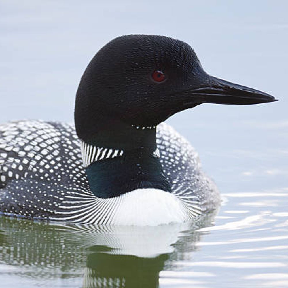 Loon Calling