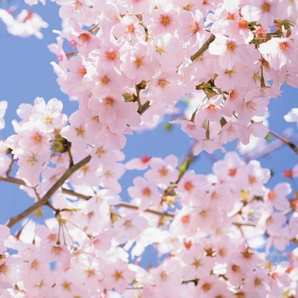 みゆ🌸