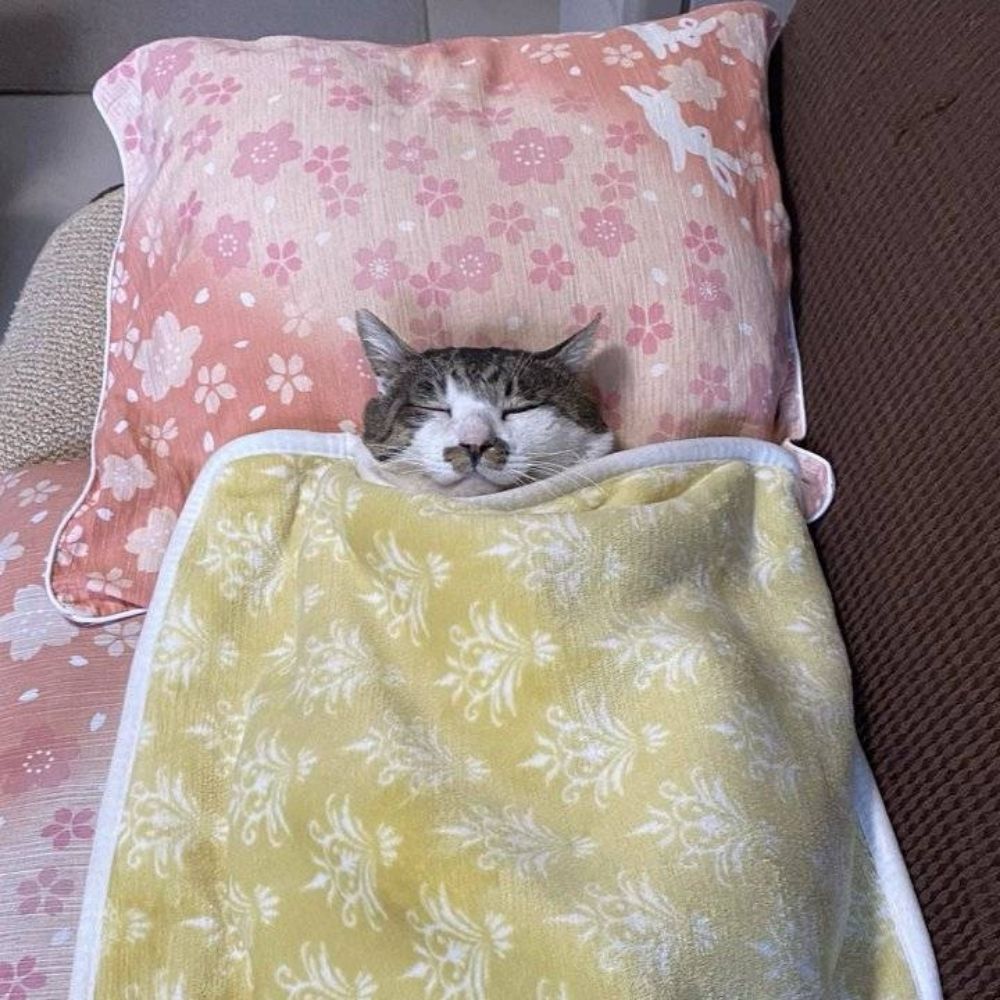 몽땅몽