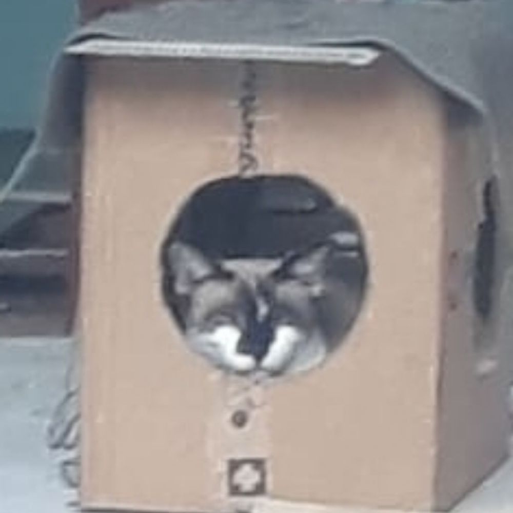 Gio