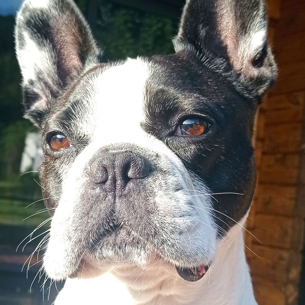 Olaf 