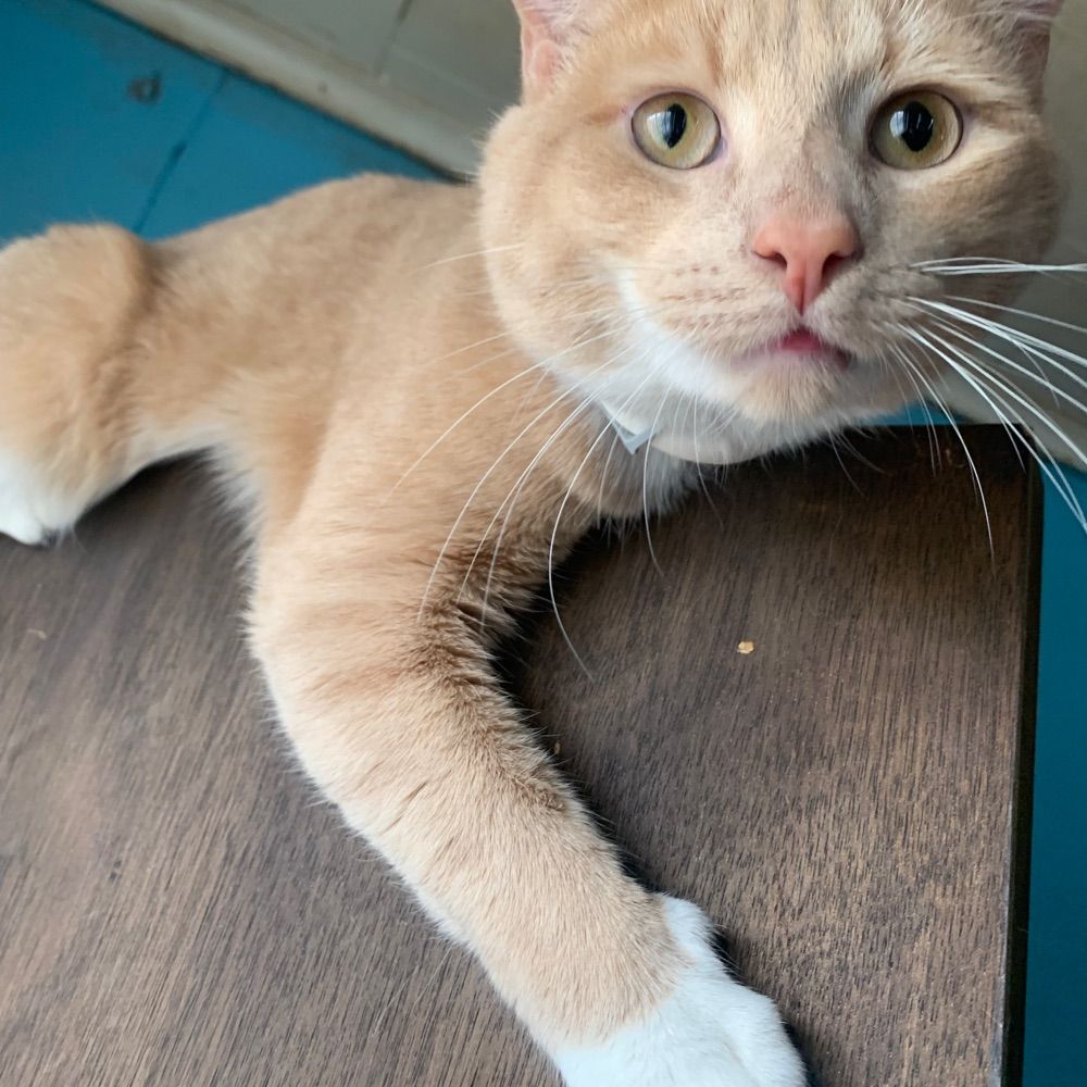 Dylan