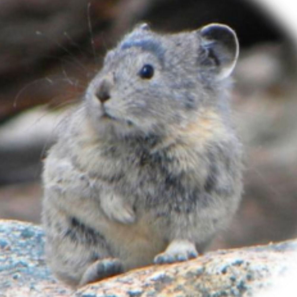 Pika Appreciator