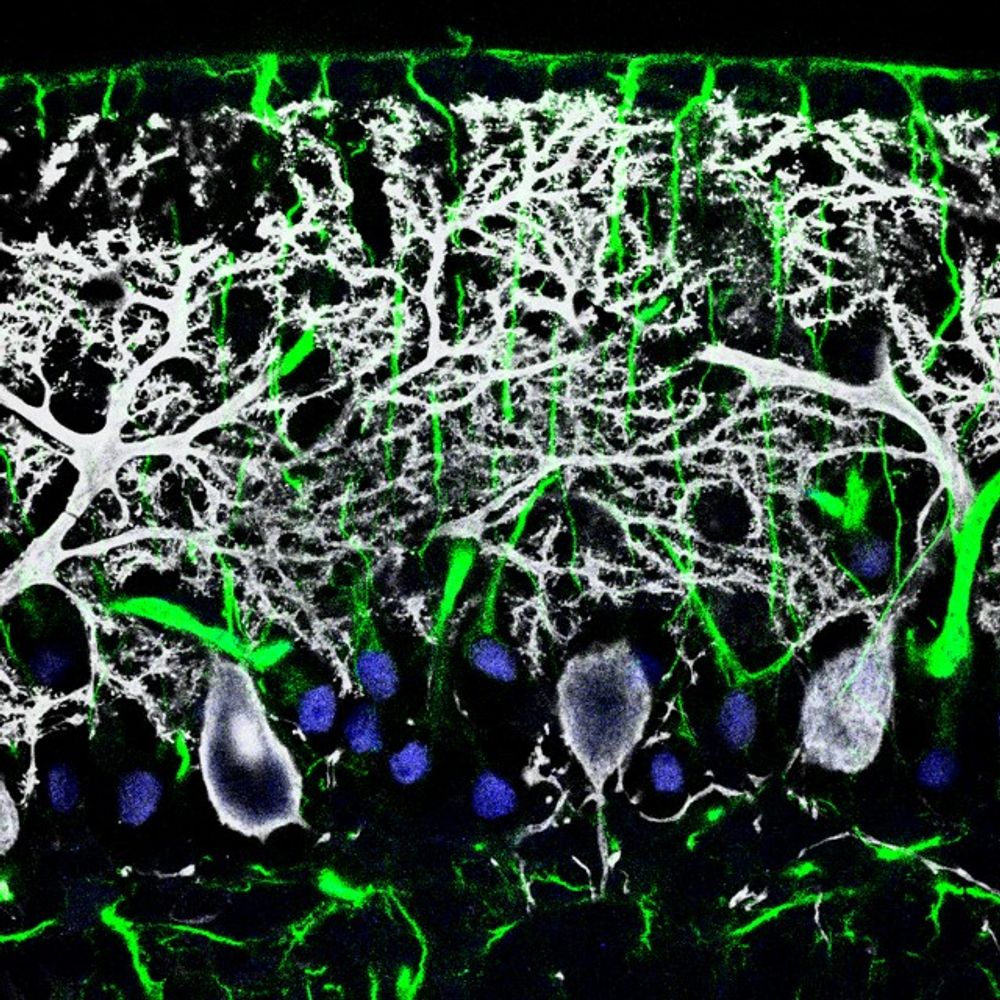 Neurotransmission and Purinergic Signaling Lab