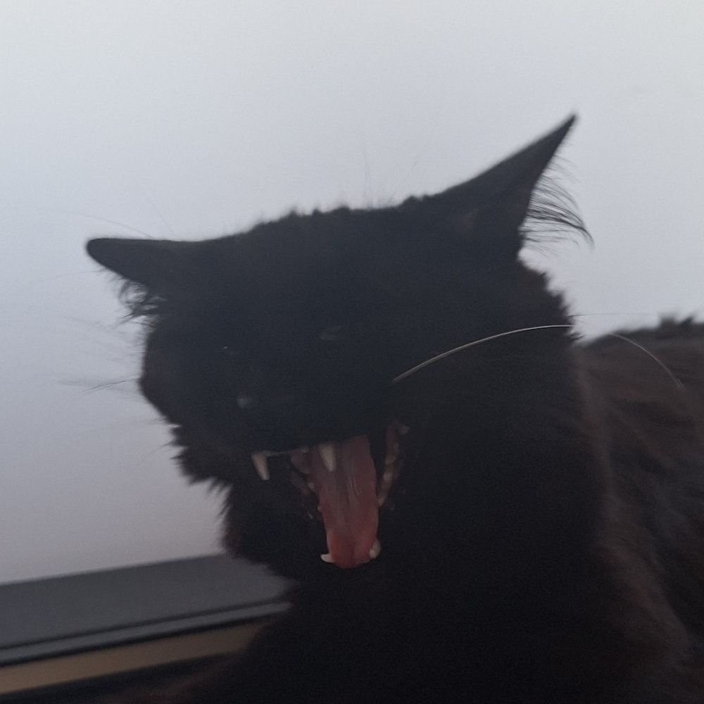zuzu