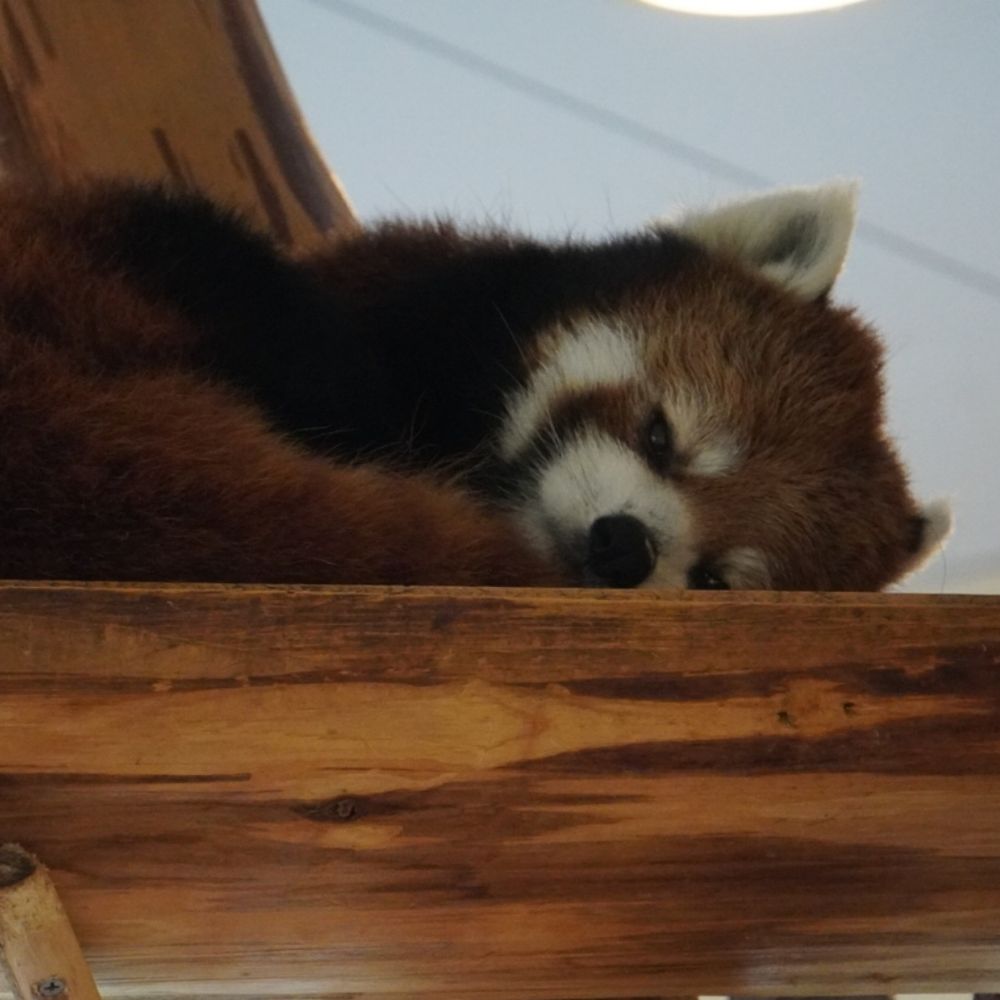 あんころ