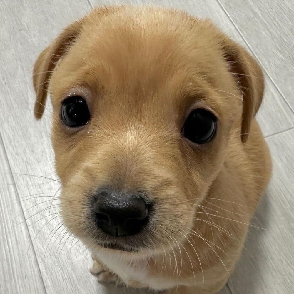 didi
