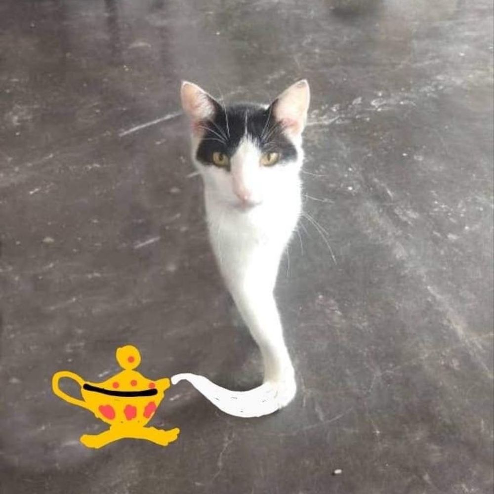 Gato da Lâmpada 