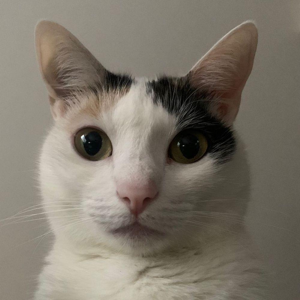 sophia