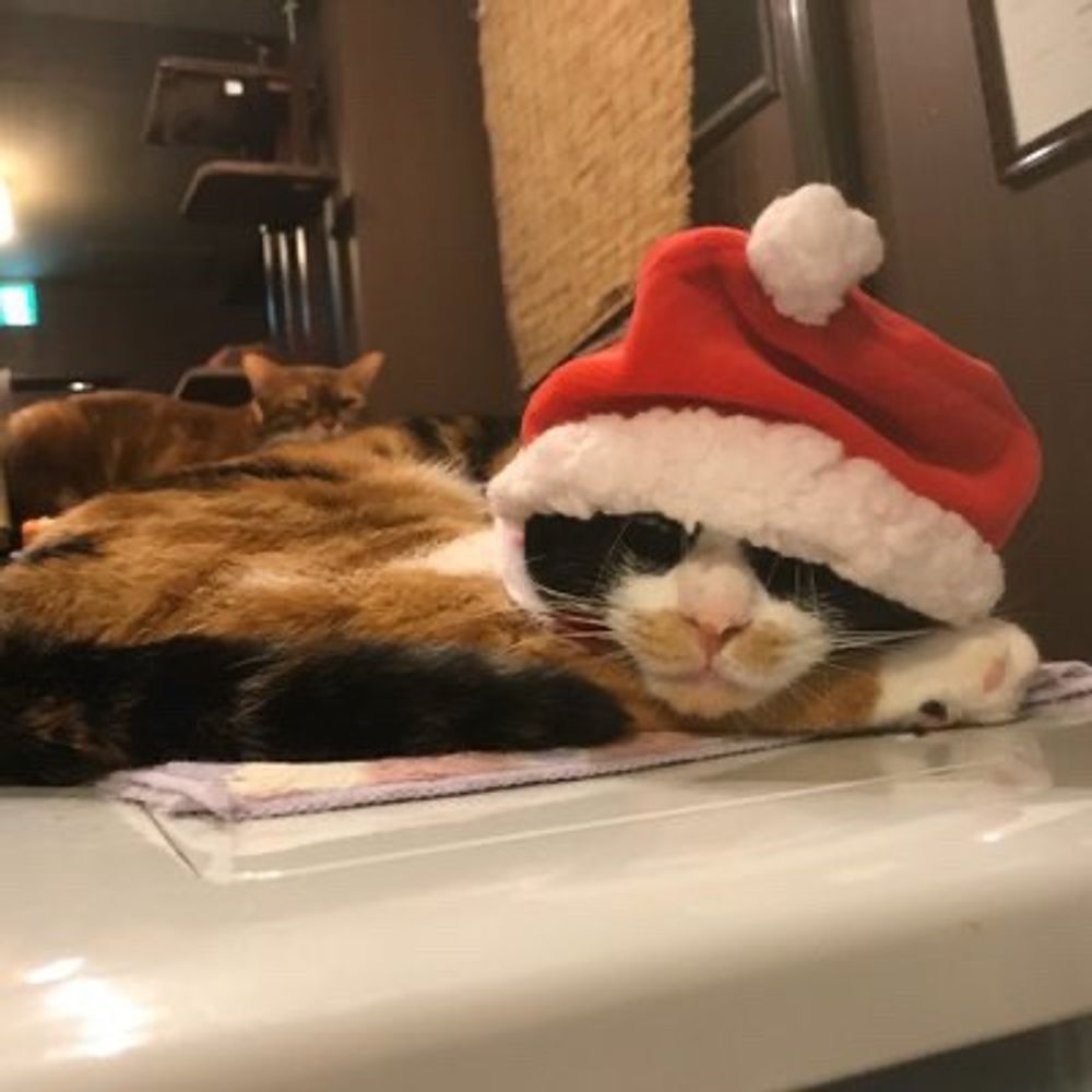 だじー