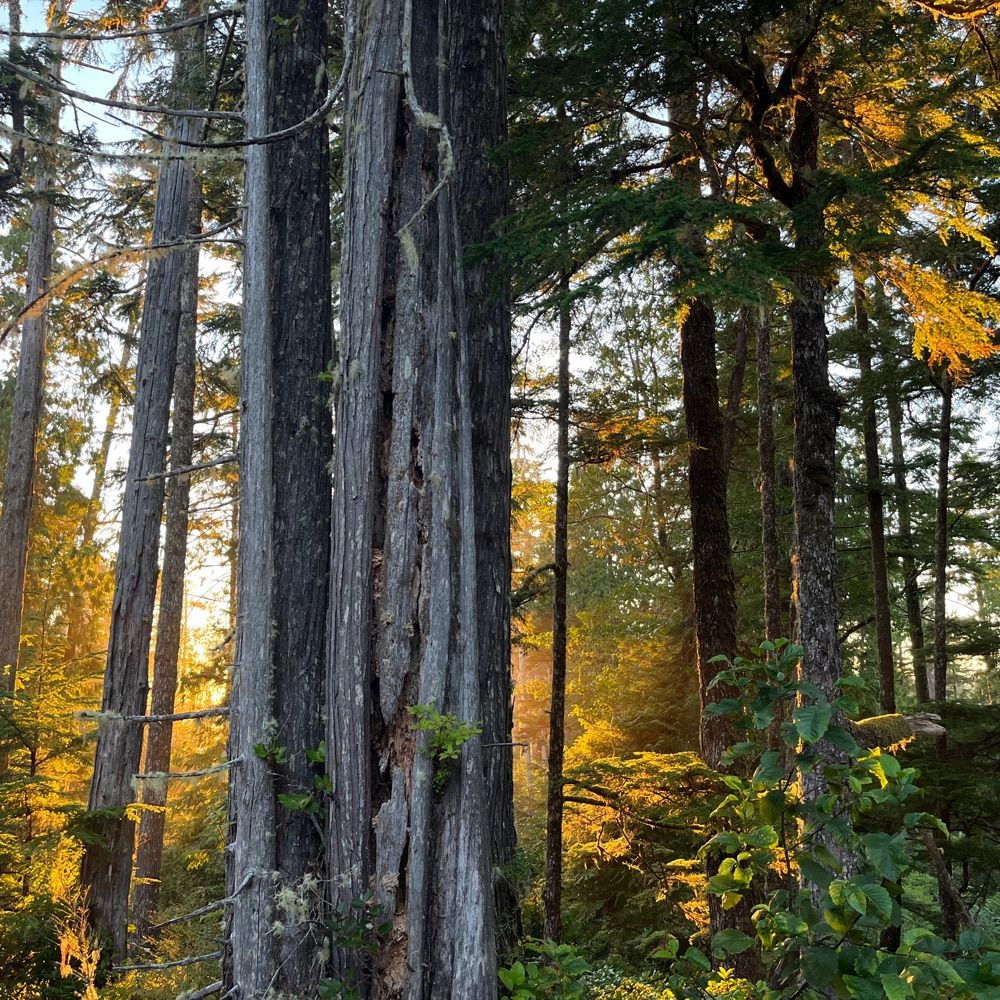 Treebeard