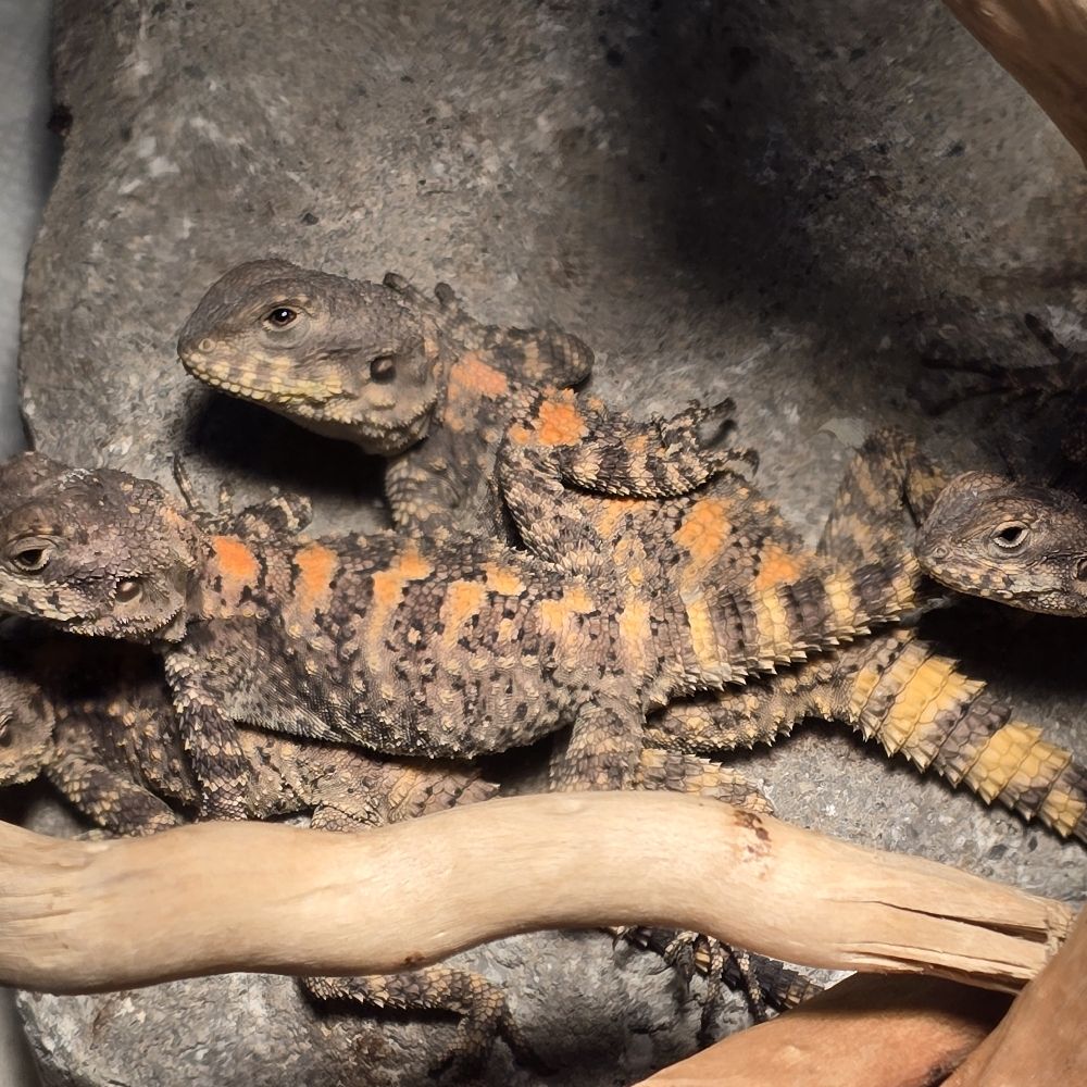 Jonny Agama