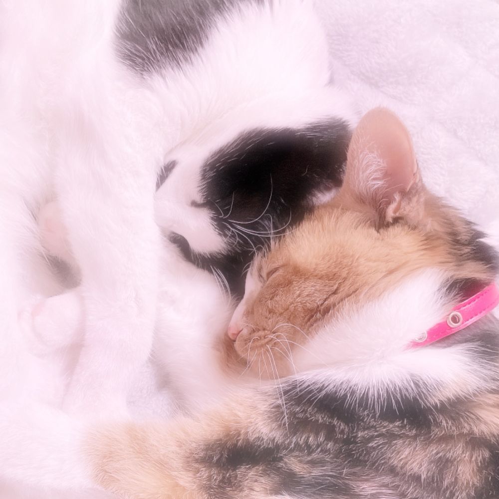 ゆぅ