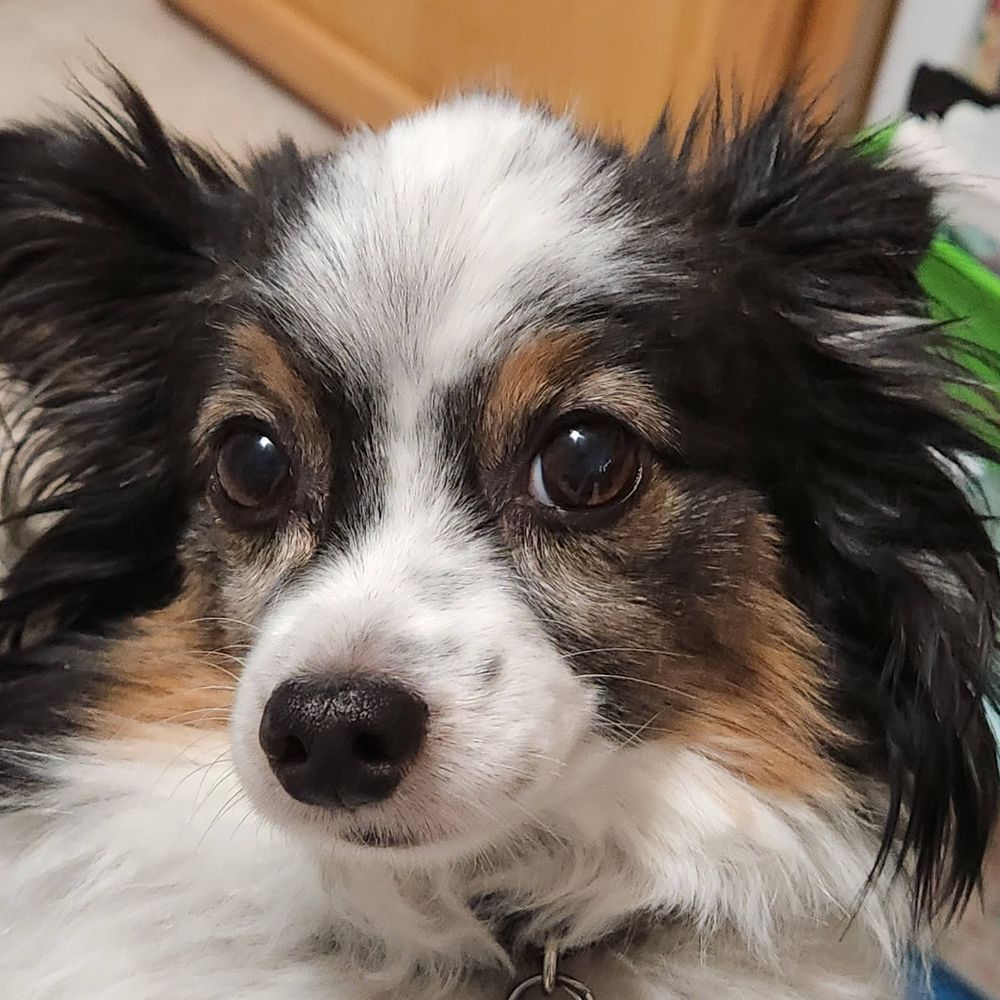 Mi