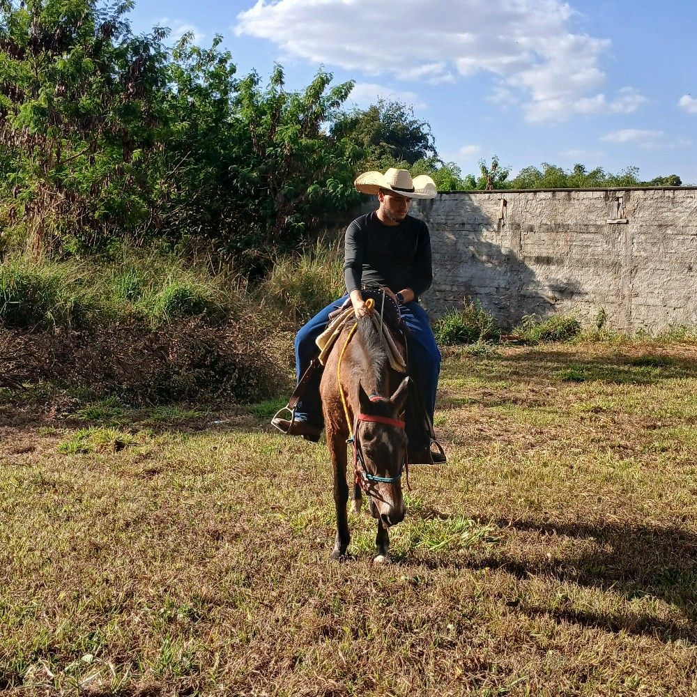 xinelo
