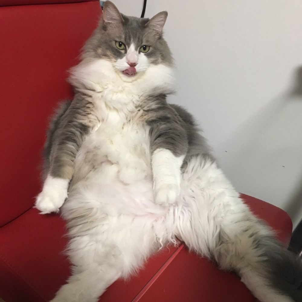 さふ