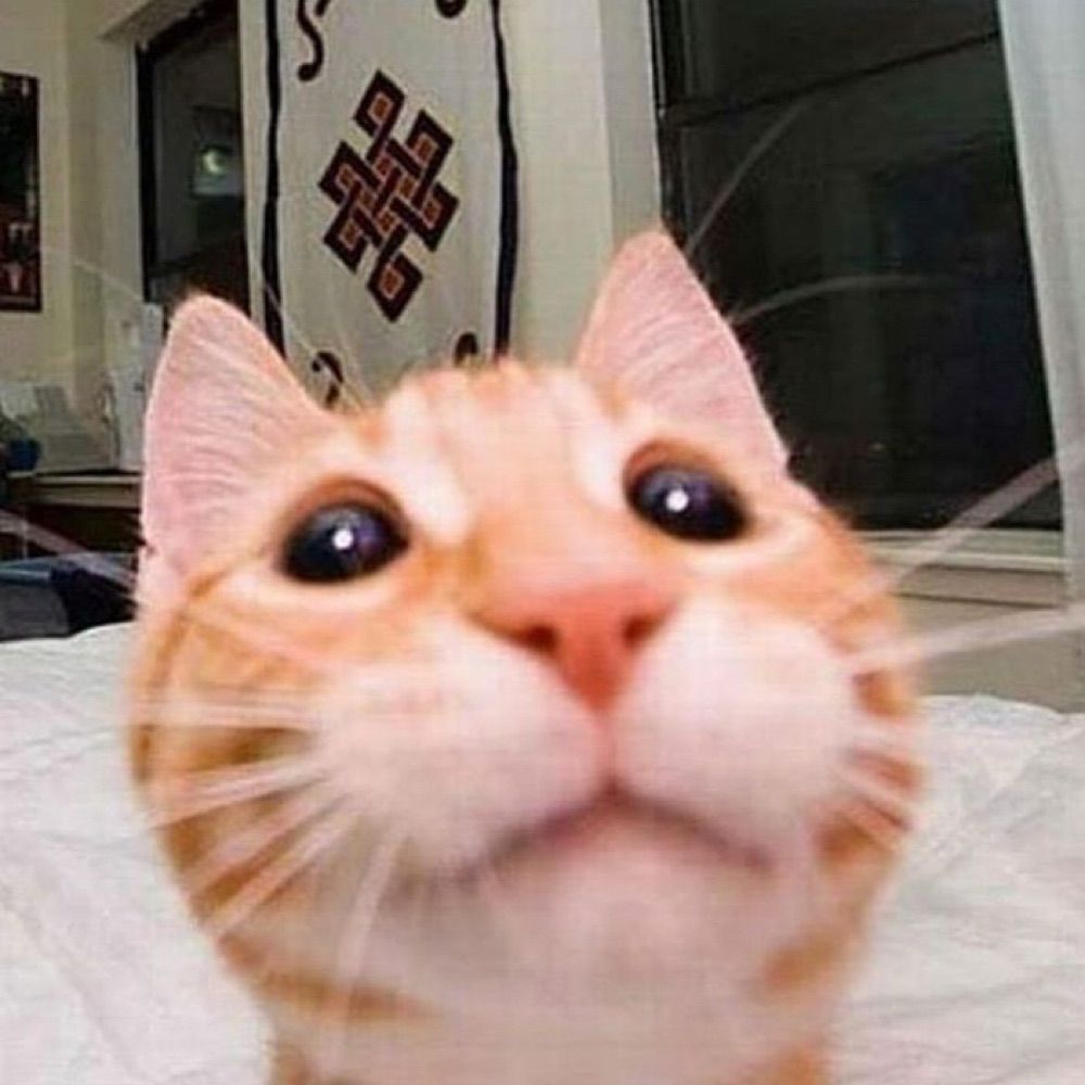 PlatinumTiger
