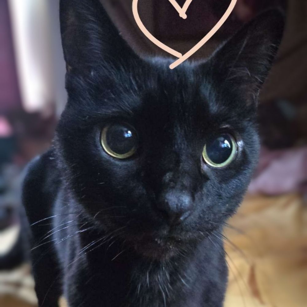 ALonelyWitch404