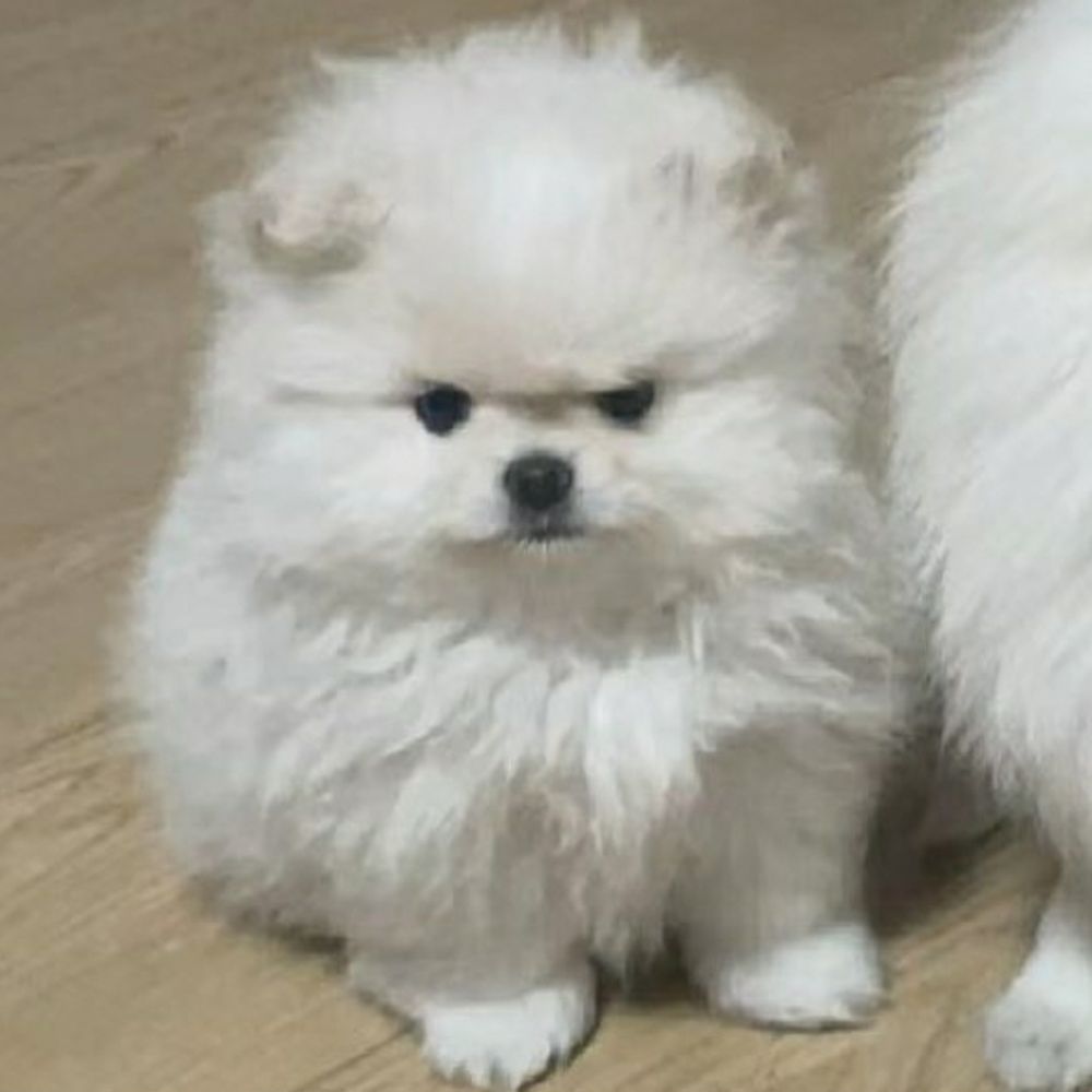 ฉลฟ 