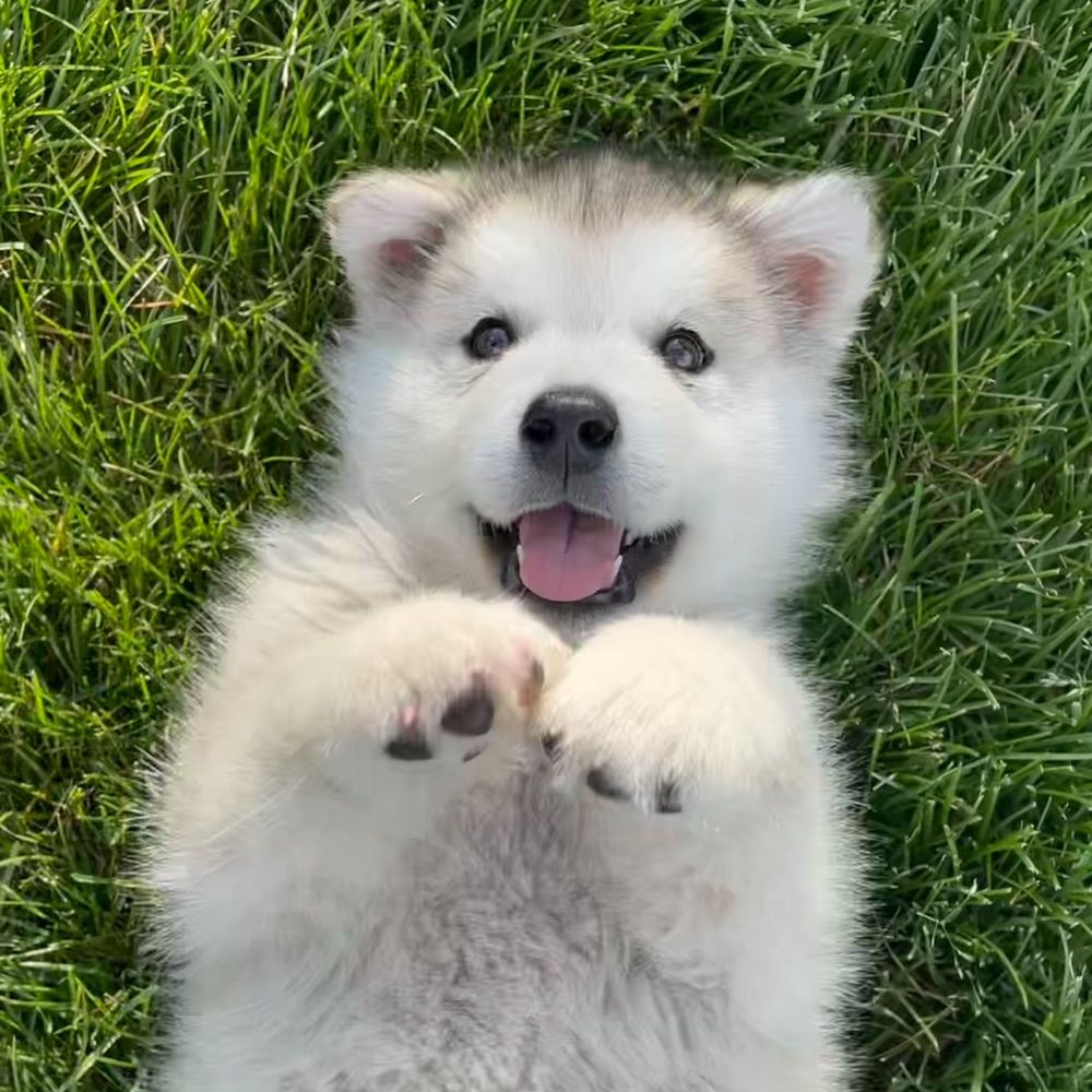 Hugo The Malamute
