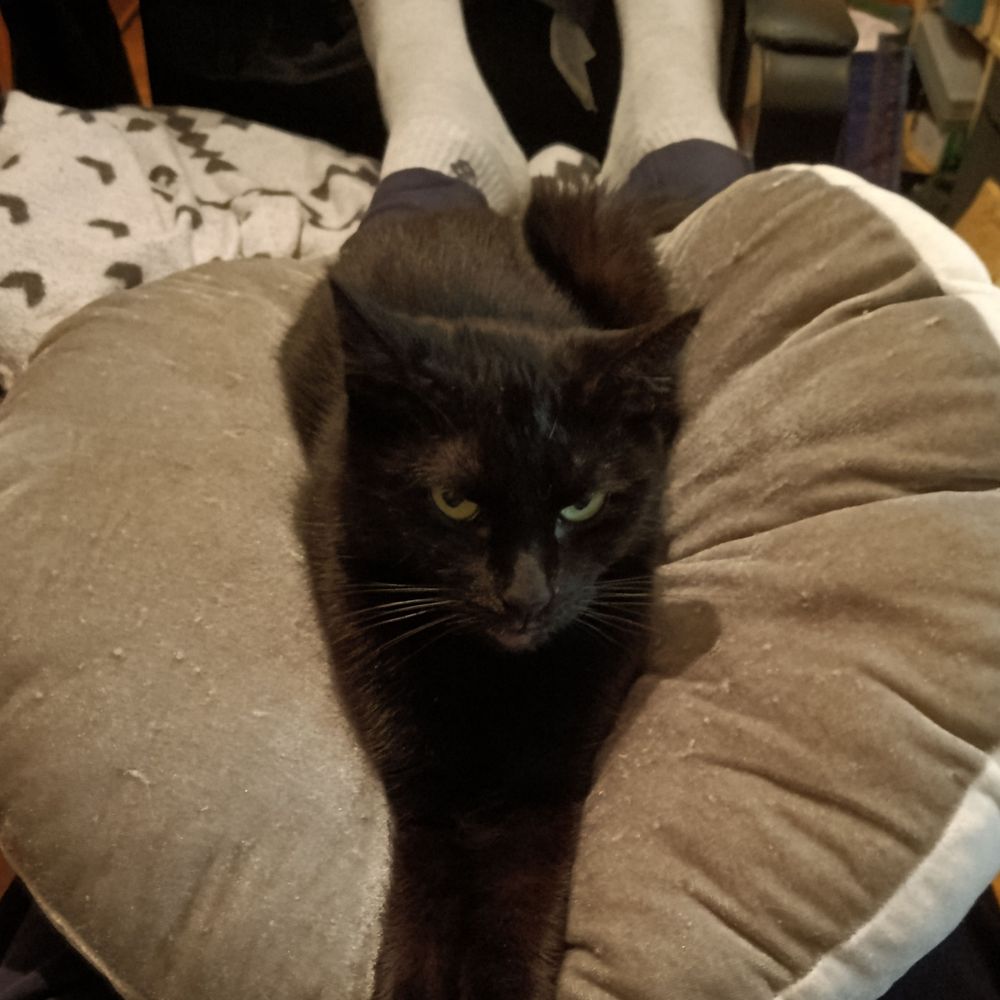 Snigel