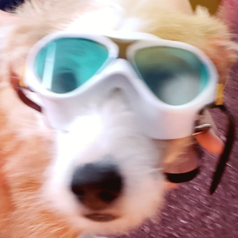 Doggles