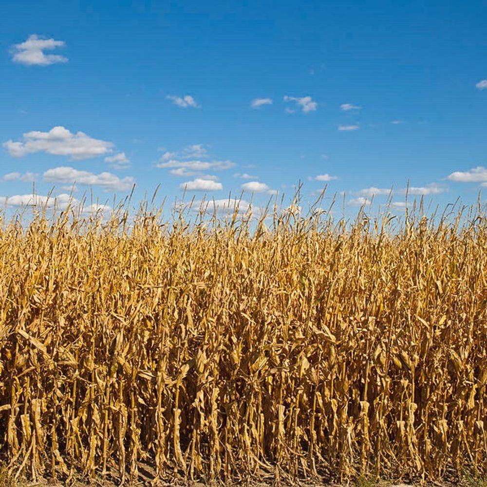 wall of corn's avatar