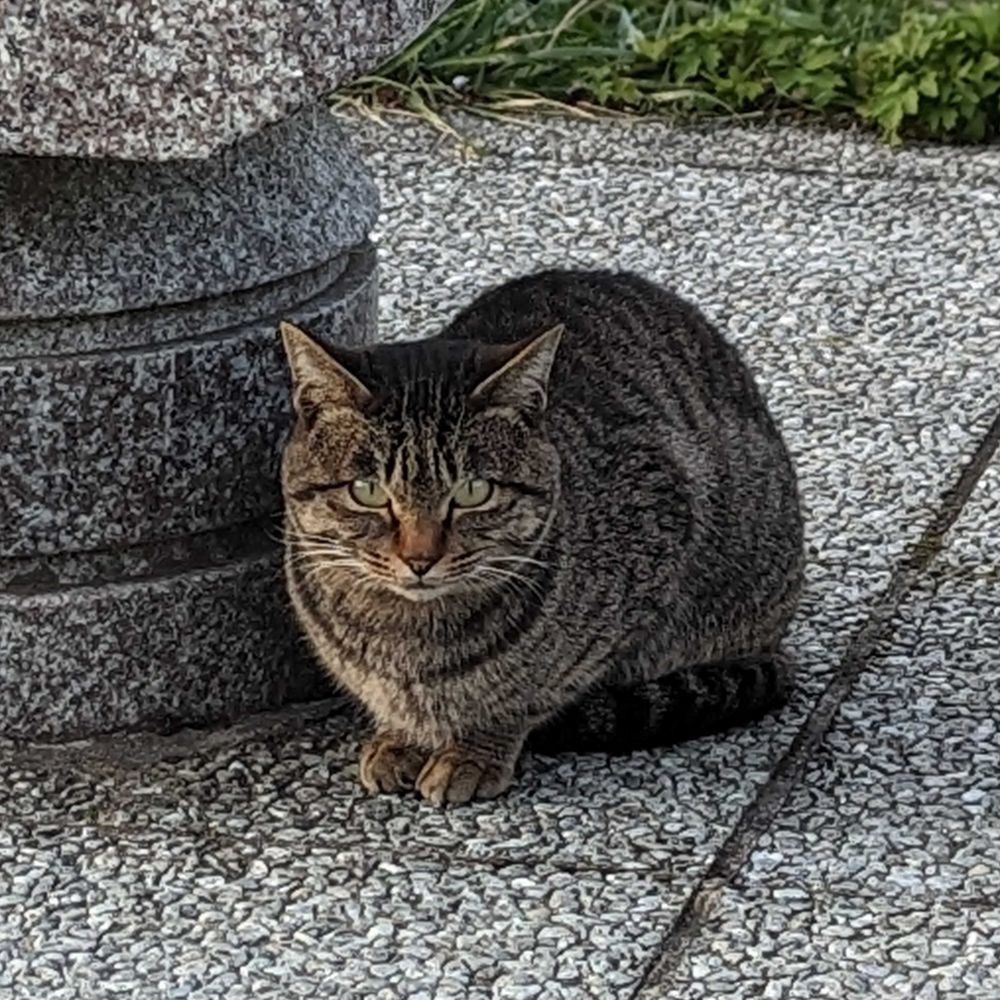 猫山