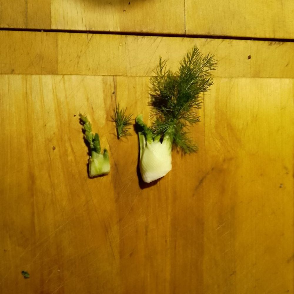 Schwefelköpfchen