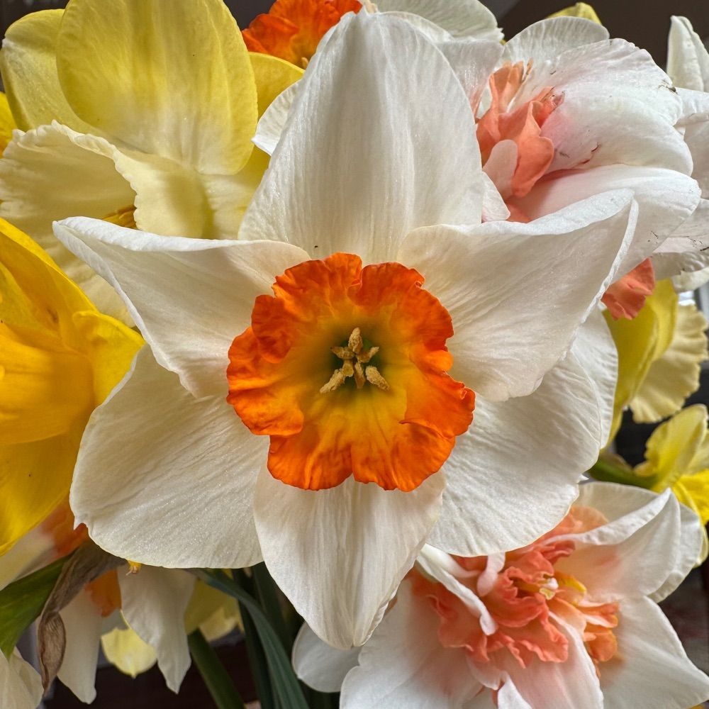 DaffodillJill