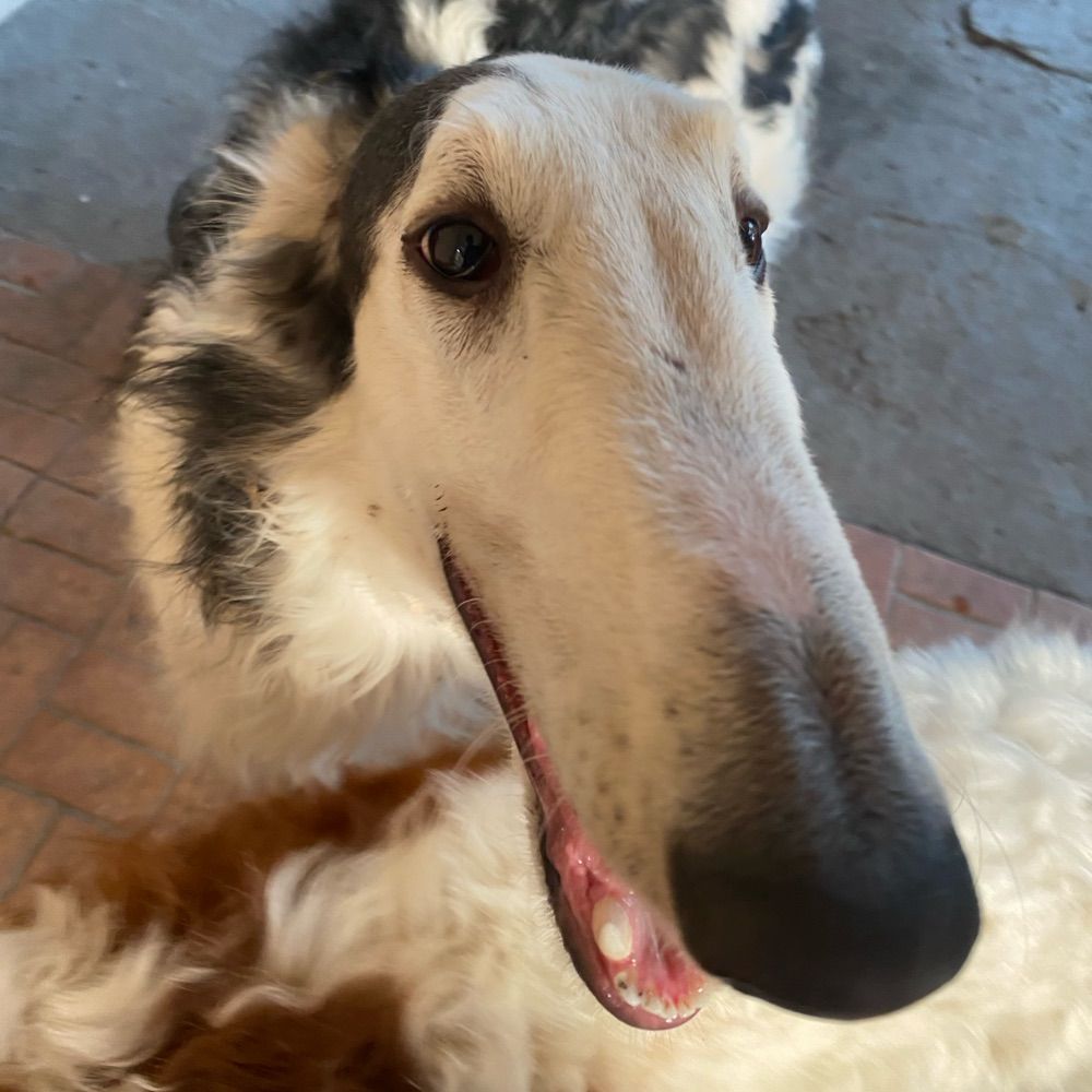 Borzoi Archives 📁