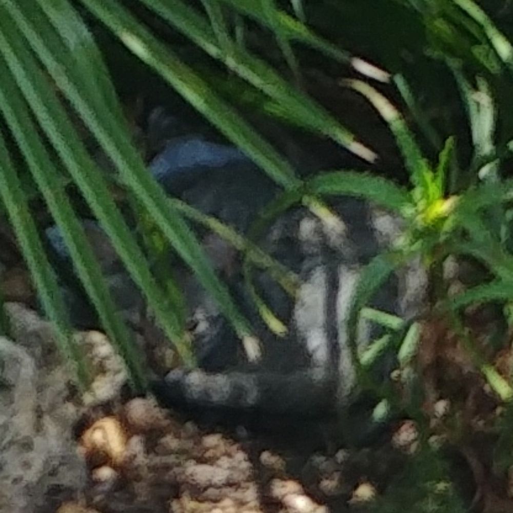 Zzz